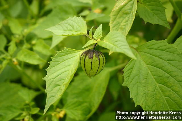 Physalis philadelphica
